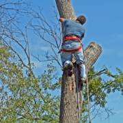 tree trimming