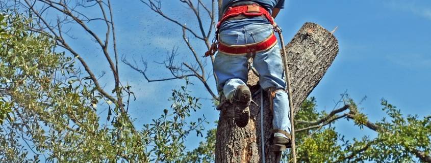 tree trimming